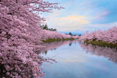 Tam çiçeklenme Sakura - Cherry Blossom Hirosaki Park, Japonya