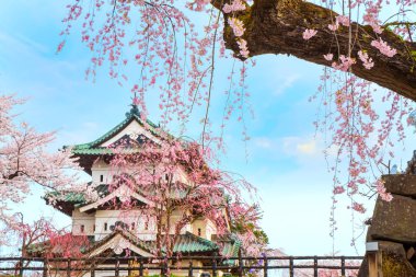Tam çiçeklenme Sakura - Cherry Blossom Hirosaki Park, en güzel sakura Tohoku bölgesi ve Japonya spot Hirosaki kalesinde