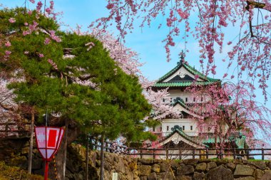 Tam çiçeklenme Sakura - Cherry Blossom Hirosaki Park, en güzel sakura Tohoku bölgesi ve Japonya spot Hirosaki kalesinde