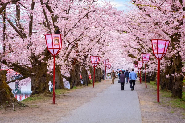 Hirosaki Giappone Aprile 2018 Full Bloom Sakura Cherry Blossom Parco — Foto Stock