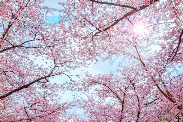 Volledige Bloei Sakura Cherry Blossom Hirosaki Park Een Van Mooiste — Stockfoto