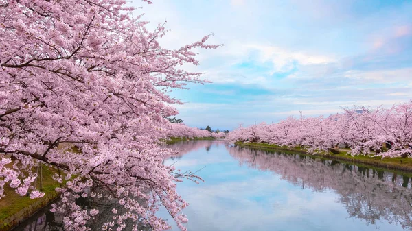 Πλήρης Άνθιση Sakura Cherry Blossom Στο Πάρκο Hirosaki Ένα Από — Φωτογραφία Αρχείου