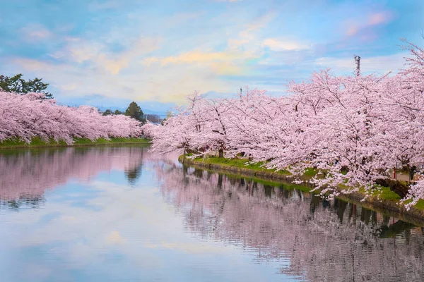 Pełny Kwiat Sakura Kwiat Wiśni Parku Hirosaki Jednym Najpiękniejszych Miejsc — Zdjęcie stockowe