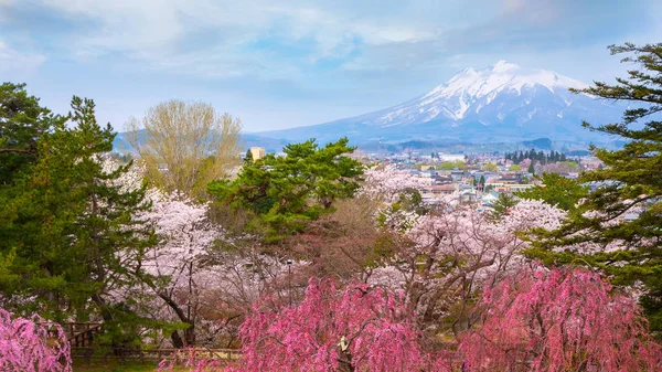 Iwaki Ile Dolu Çiçek Sakura Cherry Blossom Hirosaki Japonya Hirosaki — Stok fotoğraf