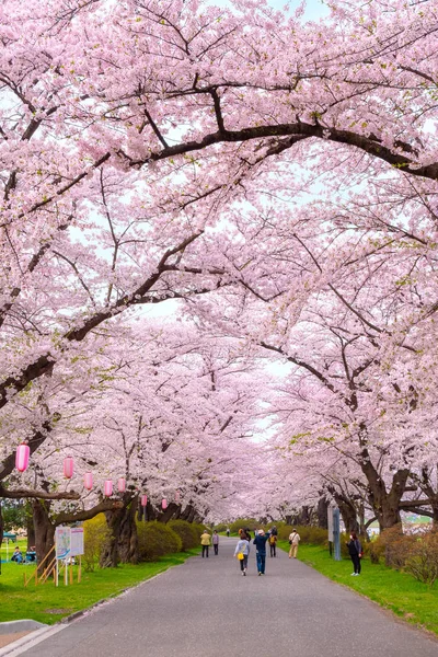 Japan April 2018 Kitakami Tenshochi Park Gelegen Aan Rivier Kitakami — Stockfoto
