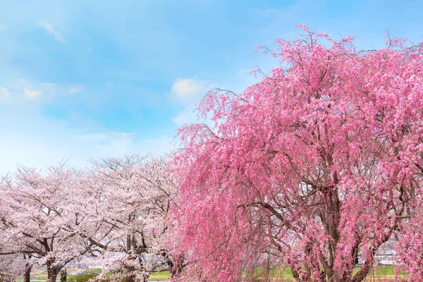 Cherryblossom Sakura Πλήρη Άνθιση Στο Πάρκο Tenshochi Kitakami Στην Kitakami — Φωτογραφία Αρχείου