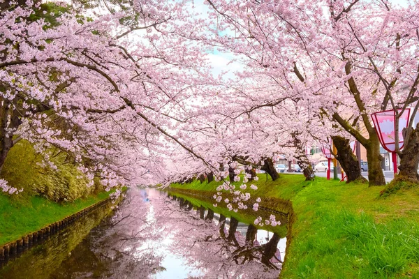 Tohoku bölgesi ve Japonya 'nın en güzel sakura yerlerinden biri olan Hirosaki parkındaki Kiraz Çiçeği.