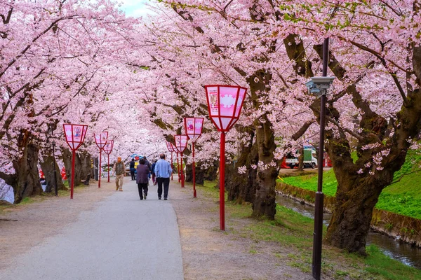 Хиросаки Япония Апреля 2018 Года Цветок Сакуры Цветок Вишни Парке — стоковое фото