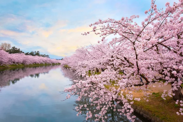 Flor Completa Sakura Flor Cerezo Parque Hirosaki Uno Los Lugares — Foto de Stock