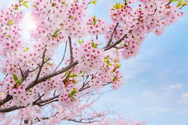 Full Bloom Cherryblossom Sakura Kitakami Tenshochi Park Kitakami Iwate Giappone — Foto Stock