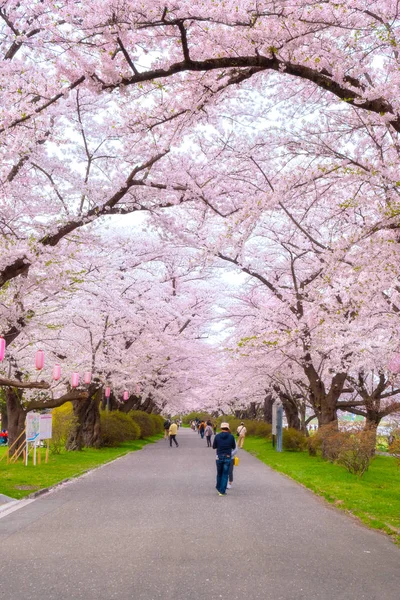 Iwate Japan April 2018 Kitakami Tenshochi Park Gelegen Aan Rivier — Stockfoto