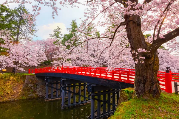 Полноцветение Сакуры Черри Басом Парке Хиросаки Одном Самых Красивых Мест — стоковое фото