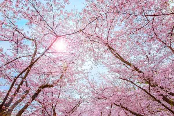 Full Bloom Sakura Cherry Blossom Hirosaki Park One Most Beautiful — Stock Photo, Image