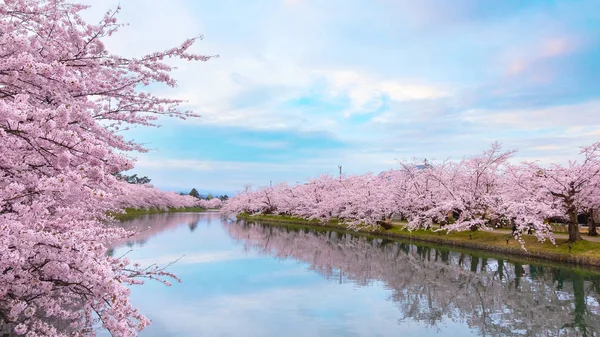 Pełny Kwiat Sakura Kwiat Wiśni Parku Hirosaki Jednym Najpiękniejszych Miejsc — Zdjęcie stockowe