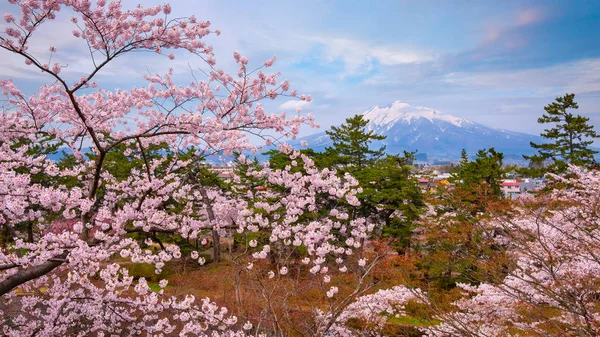 Iwaki Pełnym Kwitną Sakura Cherry Blossom Hirosaki Park Jeden Najpiękniejszych — Zdjęcie stockowe