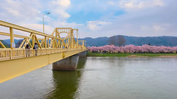 Сакура Cherryblossom Повному Розквіті Кітакамі Tenshochi Парк Кітакамі Івате Японія — стокове фото