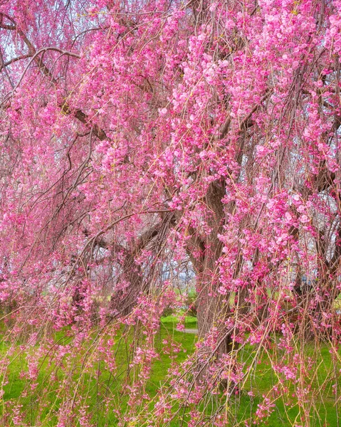 Сакура Cherryblossom Повному Розквіті Кітакамі Tenshochi Парк Кітакамі Івате Японія — стокове фото