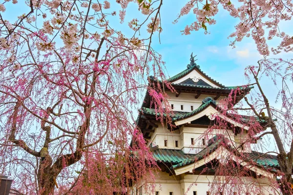 満開桜 東北地方と日本の最も美しい桜スポットの一つ 弘前公園内の弘前城の桜 — ストック写真