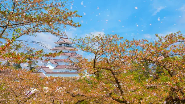 Замок Айдзувакамацу Цветение Вишни Фукусиме Япония — стоковое фото