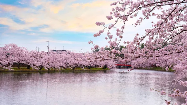 Πλήρης Άνθιση Sakura Cherry Blossom Στο Πάρκο Hirosaki Ένα Από — Φωτογραφία Αρχείου