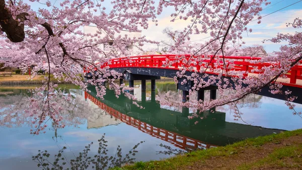 Full Bloom Sakura Cherry Blossom Hirosaki Park One Most Beautiful — Stock Photo, Image