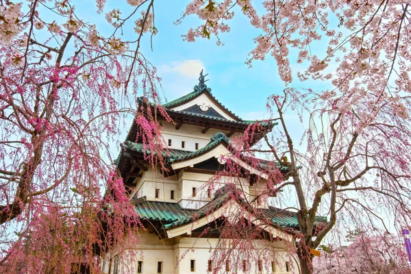 満開桜 東北地方と日本の最も美しい桜スポットの一つ 弘前公園内の弘前城の桜 — ストック写真