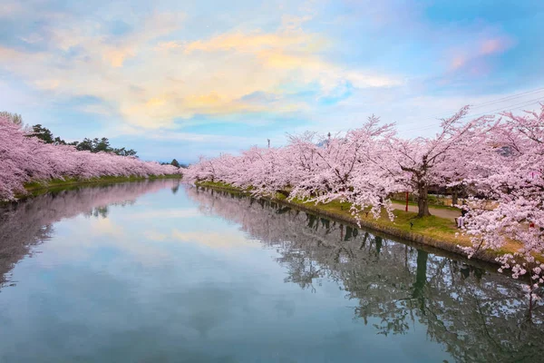 Pełnym Rozkwicie Sakura Cherry Blossom Hirosaki Park Japonia — Zdjęcie stockowe
