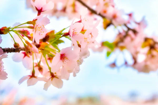 Cherryblossom Sakura Kitakami Tenshochi Park Kitakami Iwate Japón — Foto de Stock