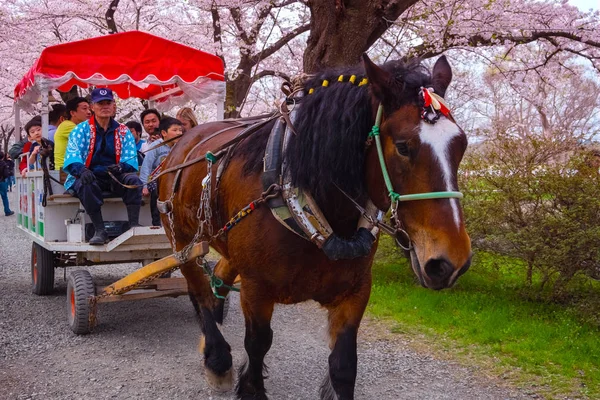 Iwate Japan April 2018 Horse Carriage Carry Group Tourists Rolls — Stock Photo, Image