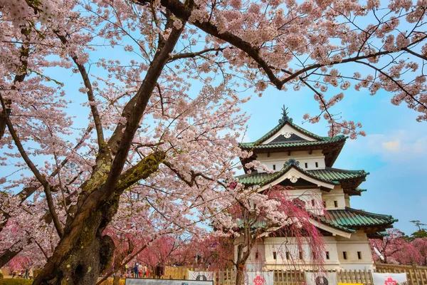 満開桜 東北地方と日本の最も美しい桜スポットの一つ 弘前公園内の弘前城の桜 — ストック写真