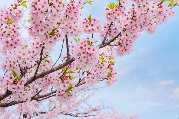 Tam Çiçeklenme Cherryblossom Sakura Kitakami Tenshochi Park Kitakami Iwate Japan — Stok fotoğraf