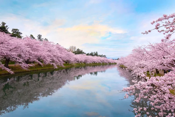 Πλήρη Άνθιση Sakura Κεράσι Ανθίσει Στο Πάρκο Hirosaki Ιαπωνία — Φωτογραφία Αρχείου