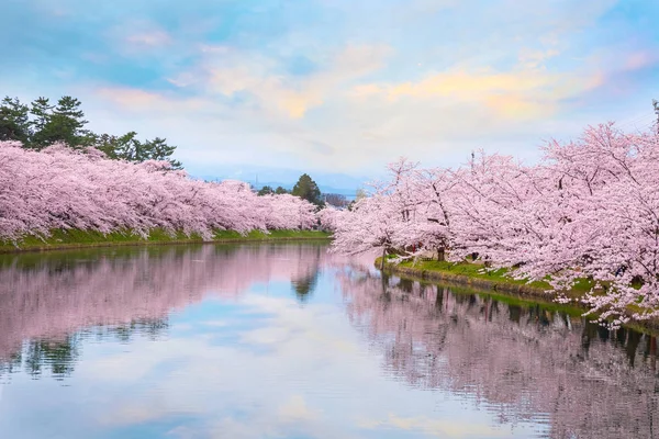 Pełnym Rozkwicie Sakura Cherry Blossom Hirosaki Park Japonia — Zdjęcie stockowe