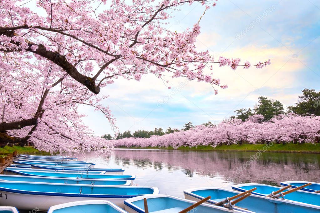 Full bloom Sakura - Cherry Blossom  at Hirosaki park, one of the most beautiful sakura spot in Tohoku region and Japan