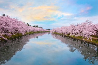Tam çiçeklenme Sakura - Cherry Blossom Hirosaki Castle Hirosaki Park, Japonya