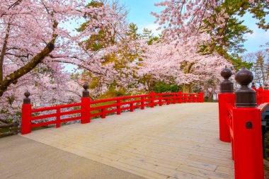 Full bloom Sakura - Cherry Blossom at Hirosaki castle in Hirosaki park, one of the most beautiful sakura spot in Tohoku region and Japan clipart