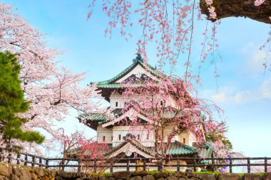 Tam çiçeklenme Sakura - Cherry Blossom Hirosaki Park, en güzel sakura Tohoku bölgesi ve Japonya spot Hirosaki kalesinde