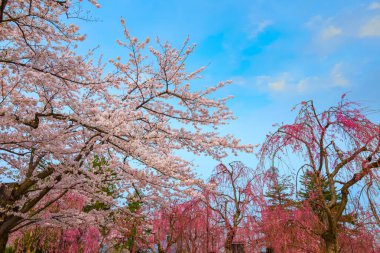 Tam çiçeklenme Sakura - Cherry Blossom Hirosaki Park, en güzel sakura Tohoku bölgesi ve Japonya spot Hirosaki kalesinde