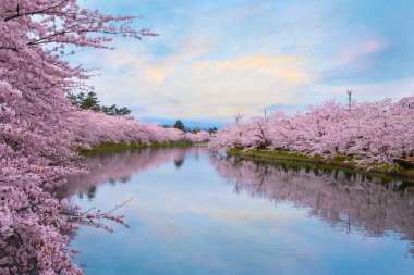 Tohoku bölgesi ve Japonya 'nın en güzel sakura yerlerinden biri olan Hirosaki parkındaki Kiraz Çiçeği.