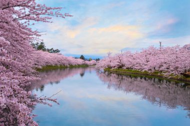 Full bloom Sakura - Cherry Blossom at Hirosaki park, one of the most beautiful sakura spot in Tohoku region and Japan clipart