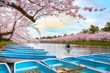 Tohoku bölgesi ve Japonya 'nın en güzel sakura yerlerinden biri olan Hirosaki parkındaki Kiraz Çiçeği.
