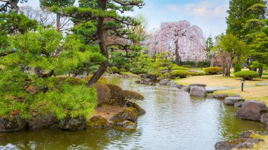 Tam çiçeklenme sakura Fujita Memorial Japon Bahçesi Hirosaki, Japonya