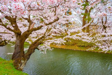 Tohoku bölgesi ve Japonya 'nın en güzel sakura yerlerinden biri olan Hirosaki parkındaki Kiraz Çiçeği.