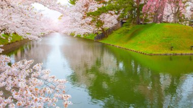 Tohoku bölgesi ve Japonya 'nın en güzel sakura yerlerinden biri olan Hirosaki parkındaki Kiraz Çiçeği.