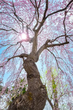 Tam çiçeklenme sakura Fujita Memorial Japon Bahçesi Hirosaki, Japonya