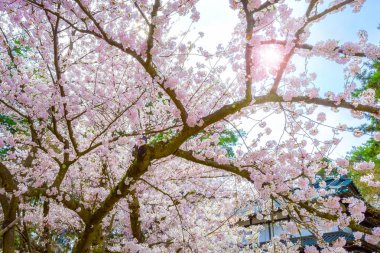 Tohoku bölgesi ve Japonya 'nın en güzel sakura yerlerinden biri olan Hirosaki parkındaki Kiraz Çiçeği.