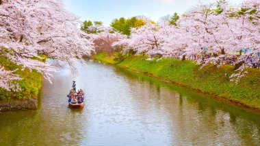 Hirosaki, Japonya - 23 Nisan 2018: Sakura - Cherry Blossom tam çiçeklenme Hirosaki Park, en güzel sakura Tohoku bölgesi ve Japonya spot