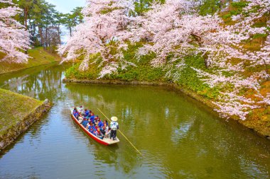 Hirosaki, Japonya - 23 Nisan 2018: Sakura - Cherry Blossom tam çiçeklenme Hirosaki Park, en güzel sakura Tohoku bölgesi ve Japonya spot
