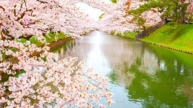 Tohoku bölgesi ve Japonya 'nın en güzel sakura yerlerinden biri olan Hirosaki parkındaki Kiraz Çiçeği.