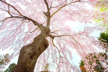 Tam çiçeklenme sakura Fujita Memorial Japon Bahçesi Hirosaki, Japonya
